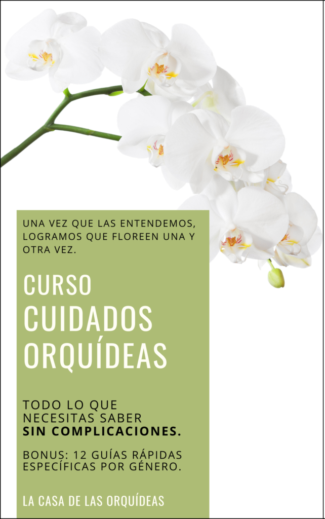 Orquídea “Paloma” – Cuidados Orquídeas – Orchid Care