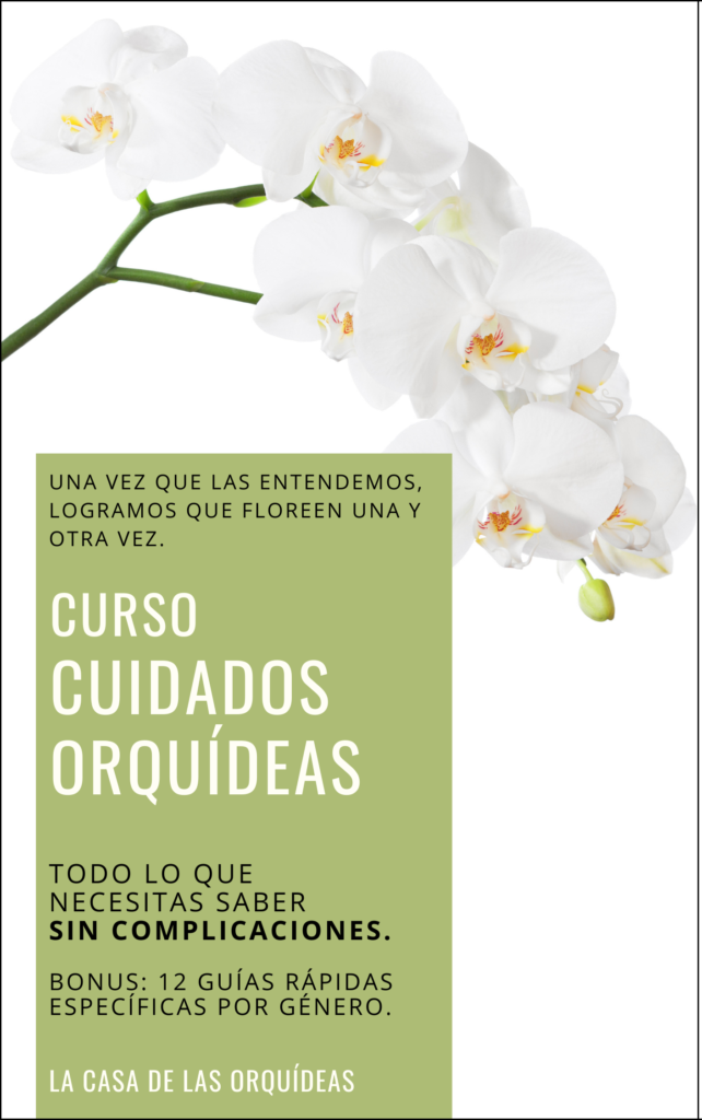 Orquídea “Paloma” – Cuidados Orquídeas – Orchid Care Orquídea “Paloma” – Cuidados Orquídeas – Orchid Care