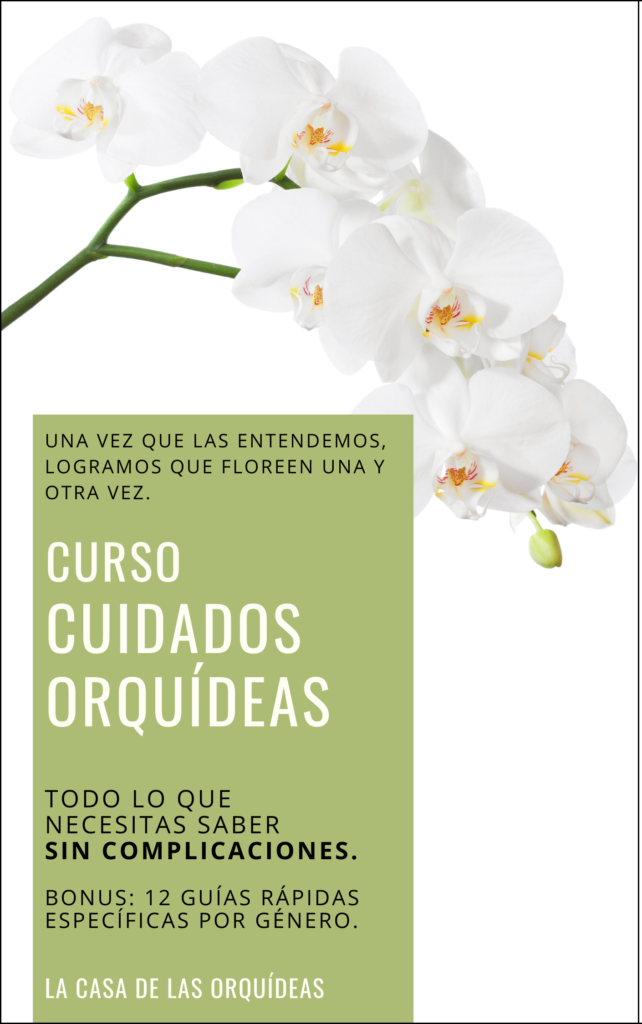 La orquídea que florece de noche – Cuidados Orquídeas – Orchid Care